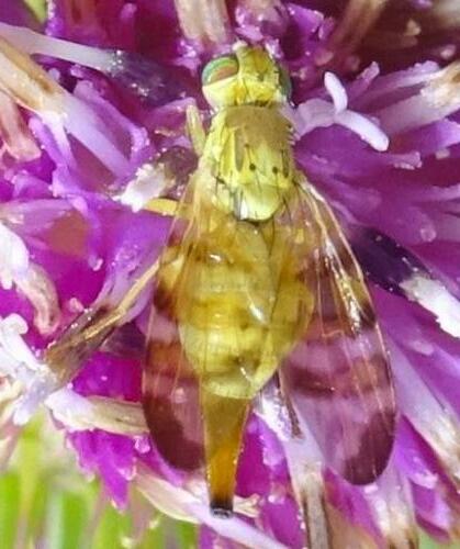 Réf. 355 268 : Terellia tussilaginis